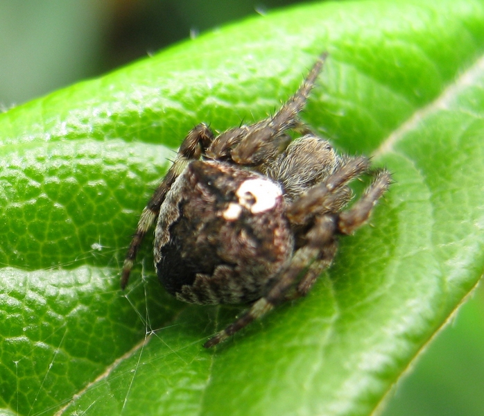 Araneus angulatus o A. circe . Villorba (TV)